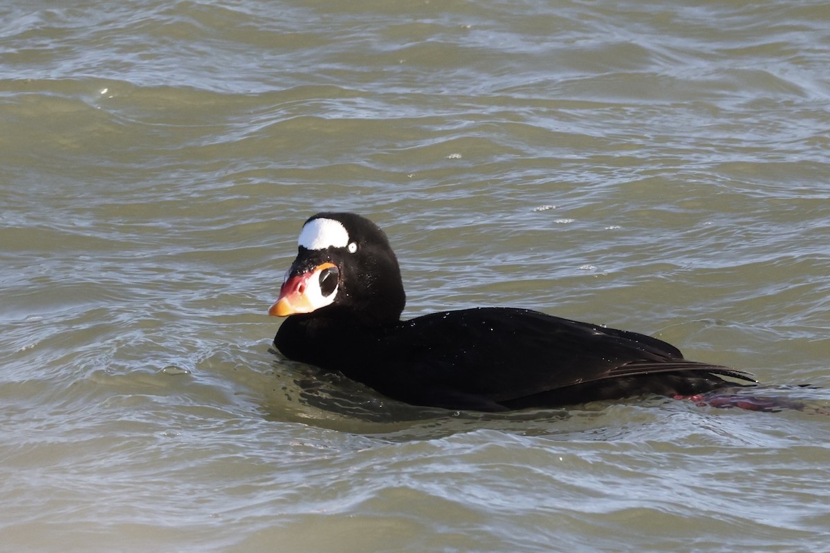 Surf Scoter - ML627506819