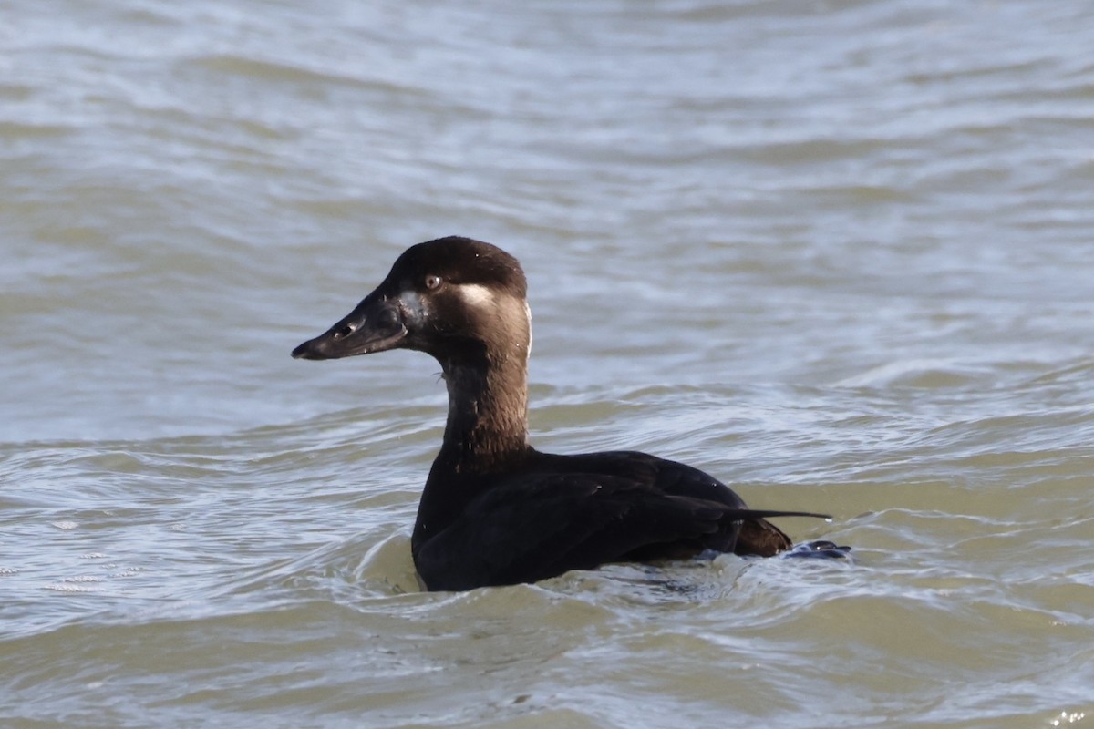 Surf Scoter - ML627506820