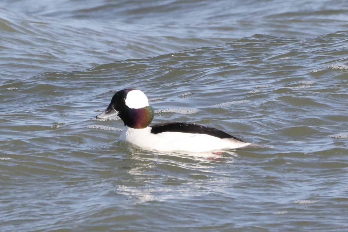 Bufflehead - ML627506822