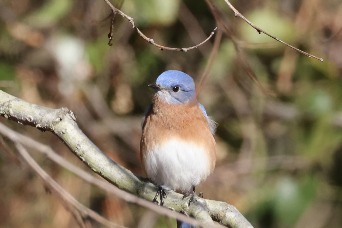 Eastern Bluebird - ML627506829