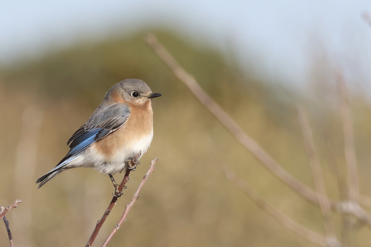 Eastern Bluebird - ML627506832