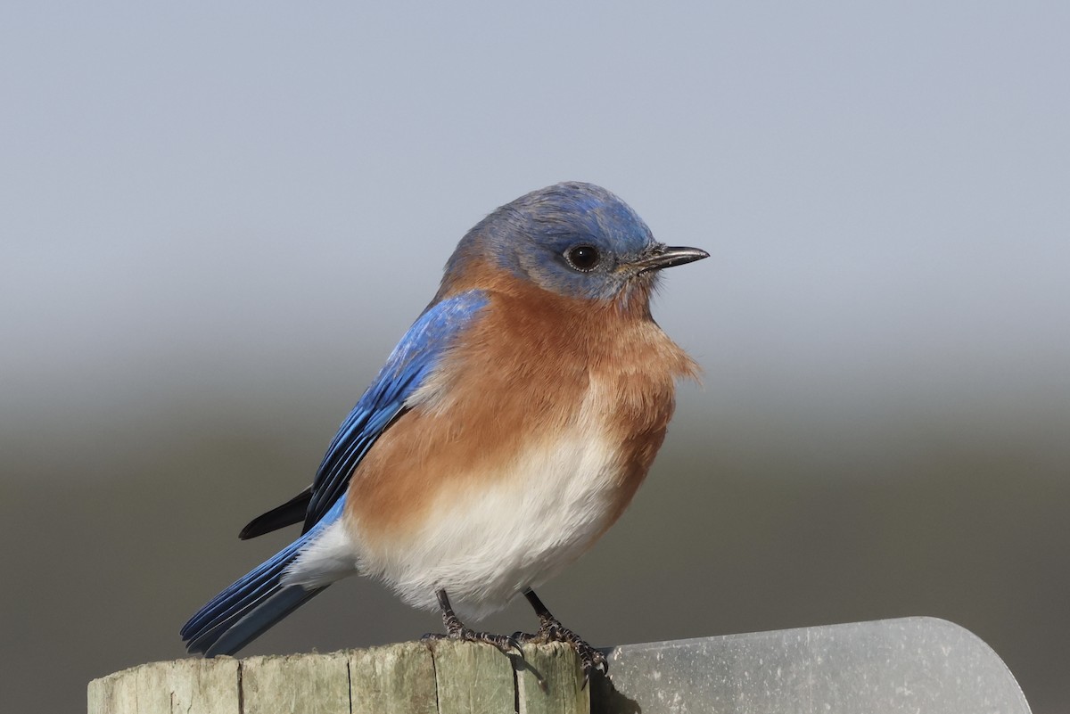 Eastern Bluebird - ML627506833