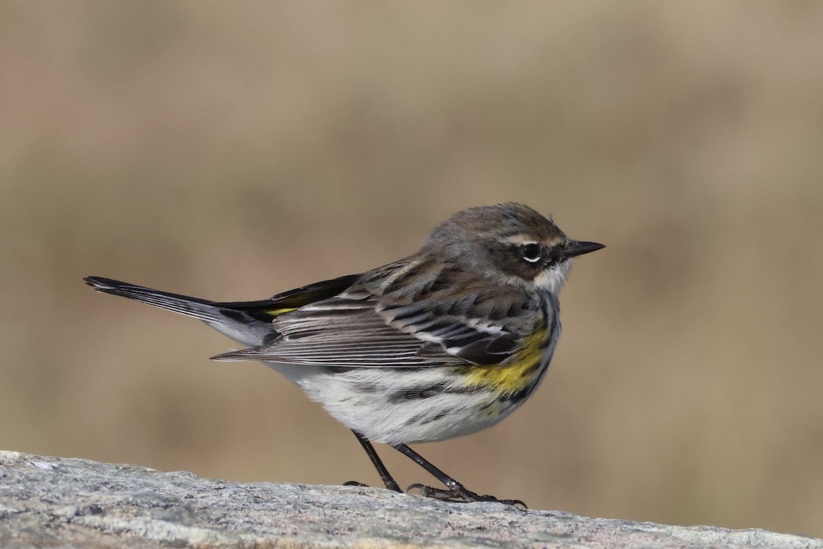 Yellow-rumped Warbler - ML627506837