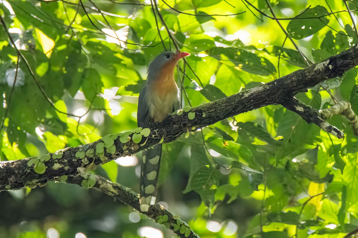 Red-billed Malkoha - ML627506866