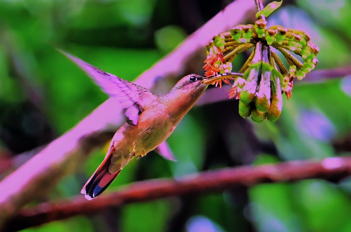 Rufous-breasted Hermit - ML627506876