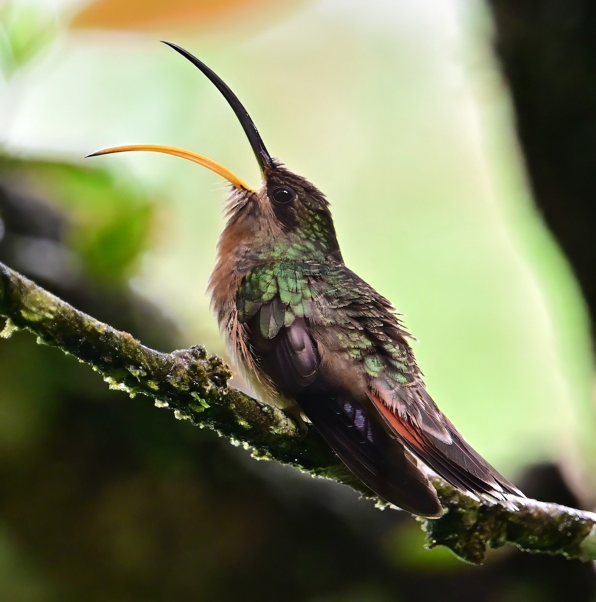 Rufous-breasted Hermit - ML627506882