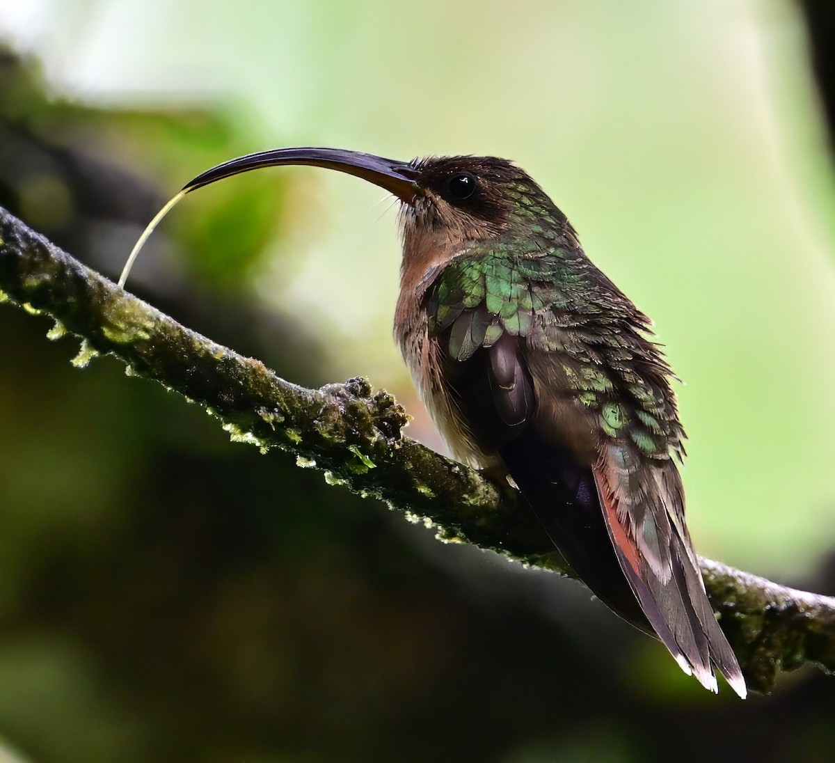 Rufous-breasted Hermit - ML627506887