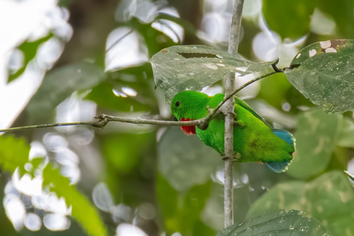 Blue-crowned Hanging-Parrot - ML627507110