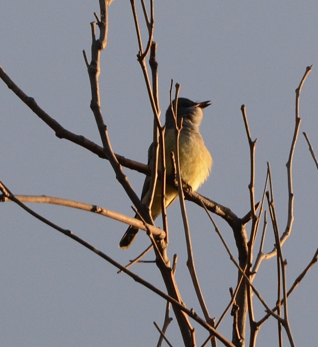 Cassin's Kingbird - ML627507116