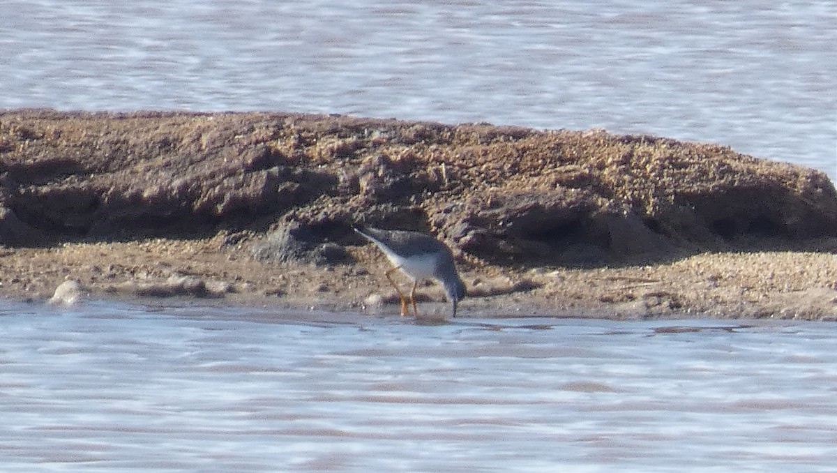 Lesser Yellowlegs - ML627507164