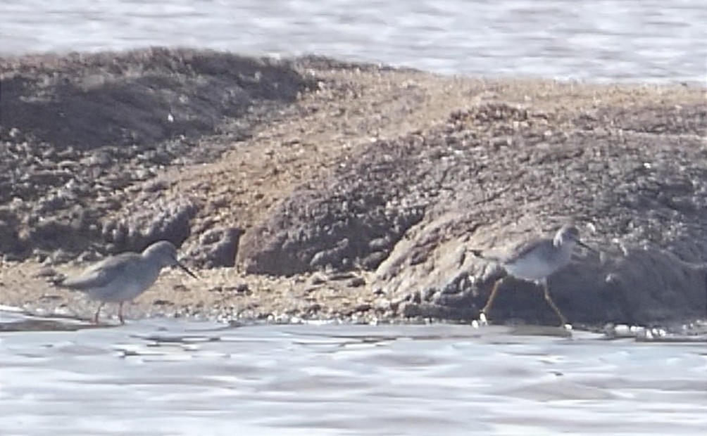 Lesser Yellowlegs - ML627507172