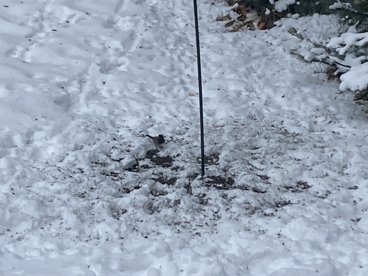Dark-eyed Junco (Oregon) - ML627507202
