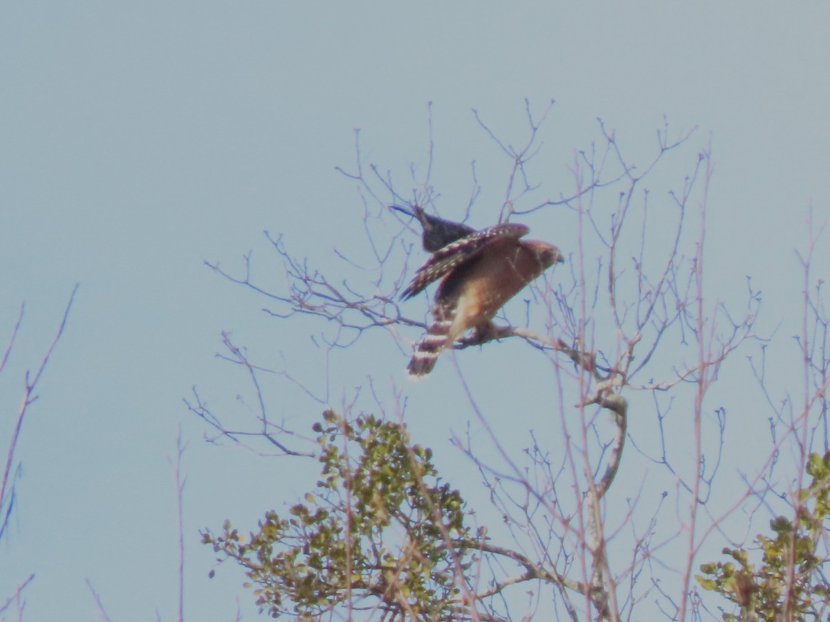Red-shouldered Hawk - ML627507267