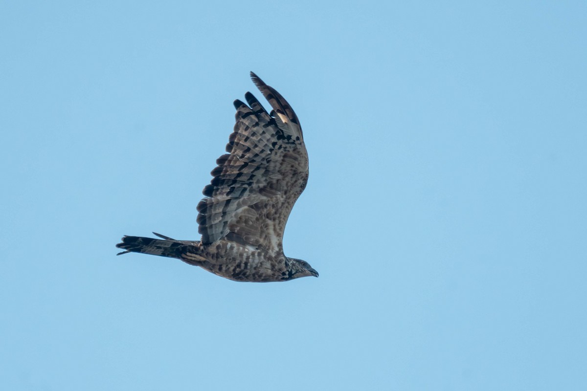 Oriental Honey-buzzard - ML627507278