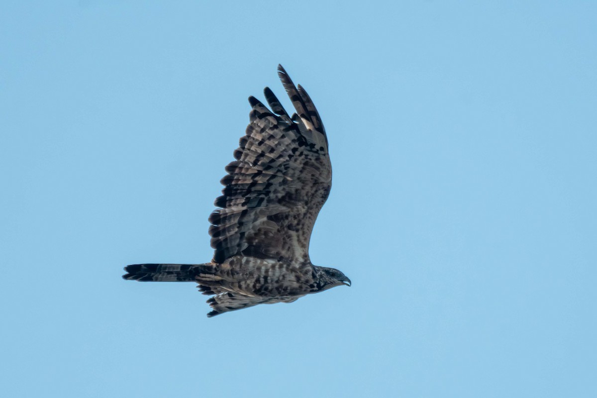 Oriental Honey-buzzard - ML627507279