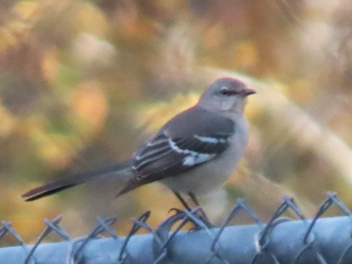Northern Mockingbird - ML627507284