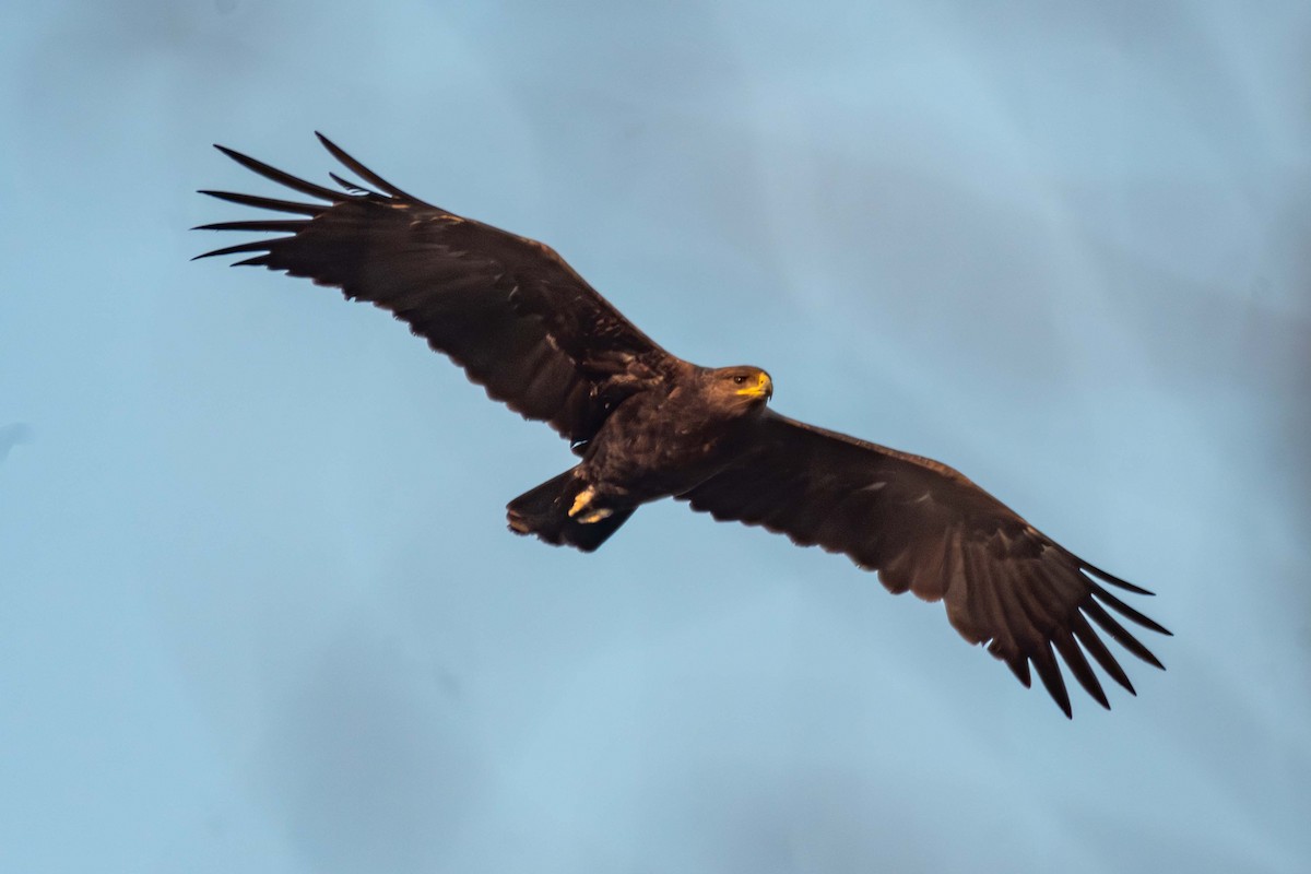 Greater Spotted Eagle - ML627507287