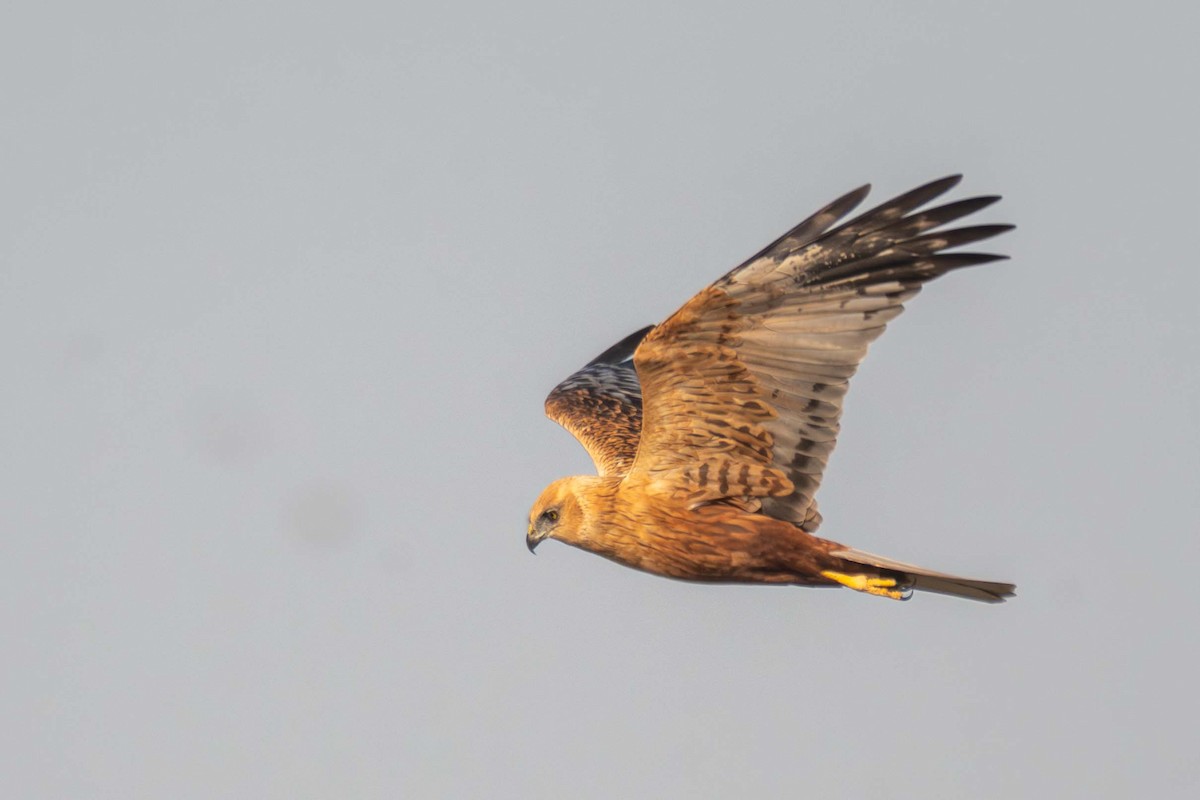 Western Marsh Harrier - ML627507304