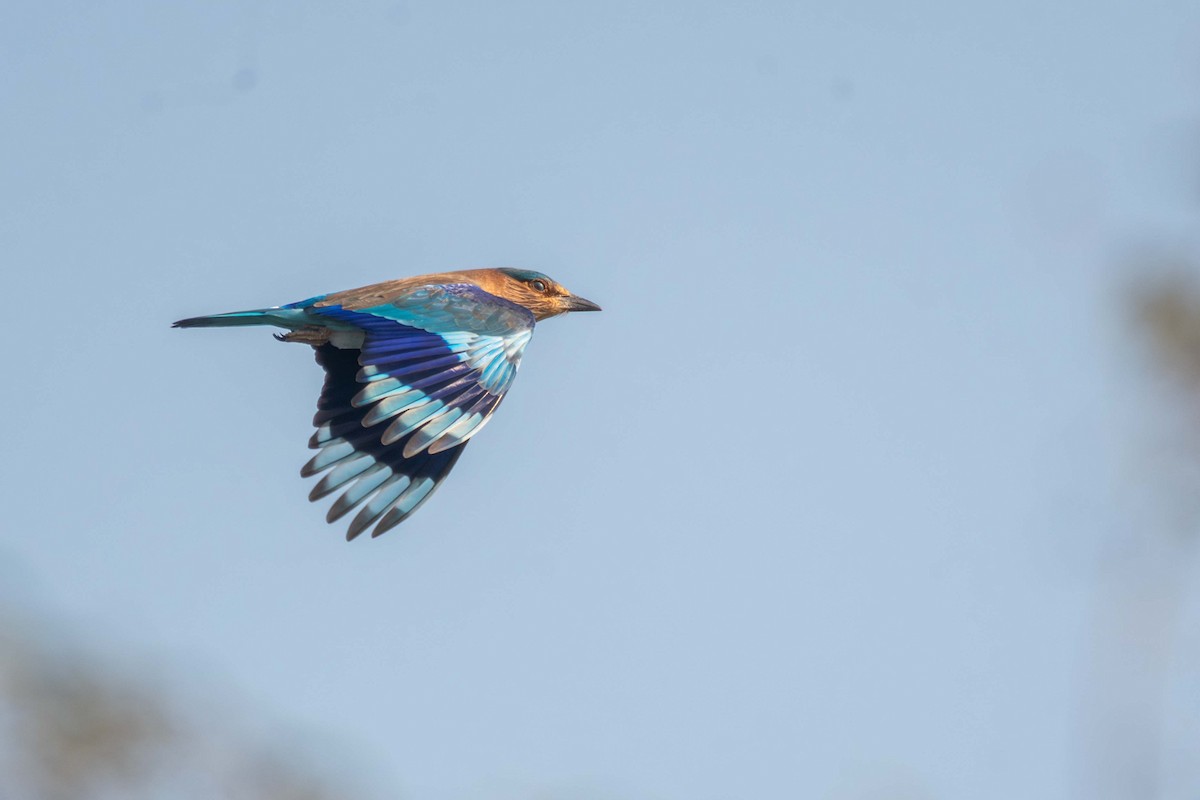 Indian Roller - ML627507323