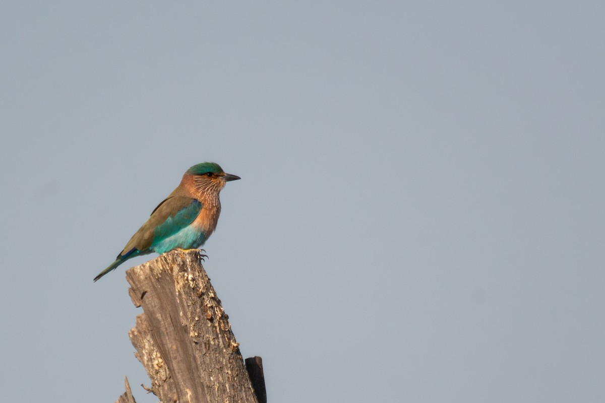 Indian Roller - ML627507324