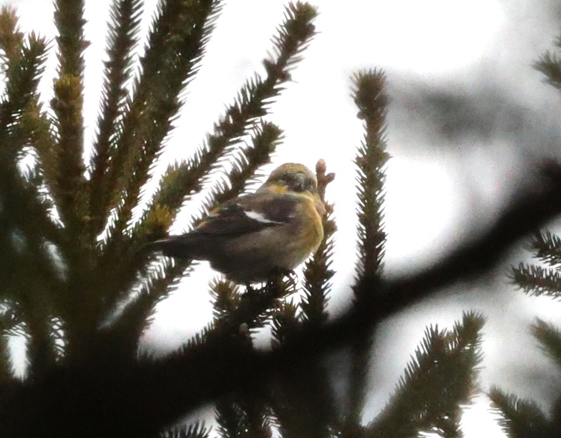 White-winged Crossbill - ML627507485