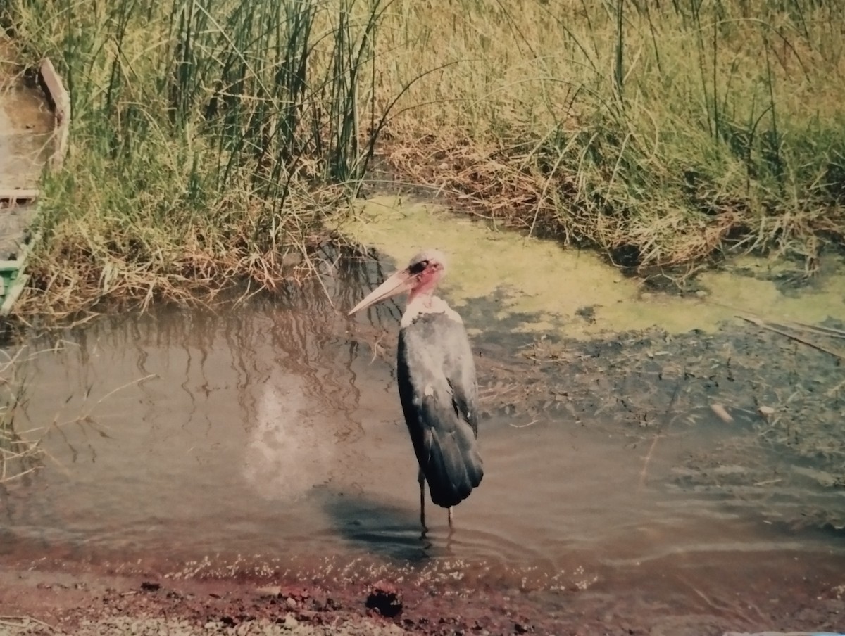 Marabou Stork - ML627507508