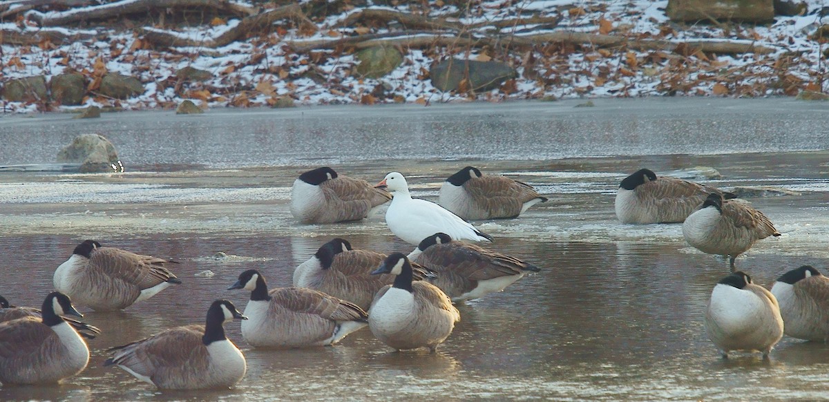 Snow Goose - ML627507560