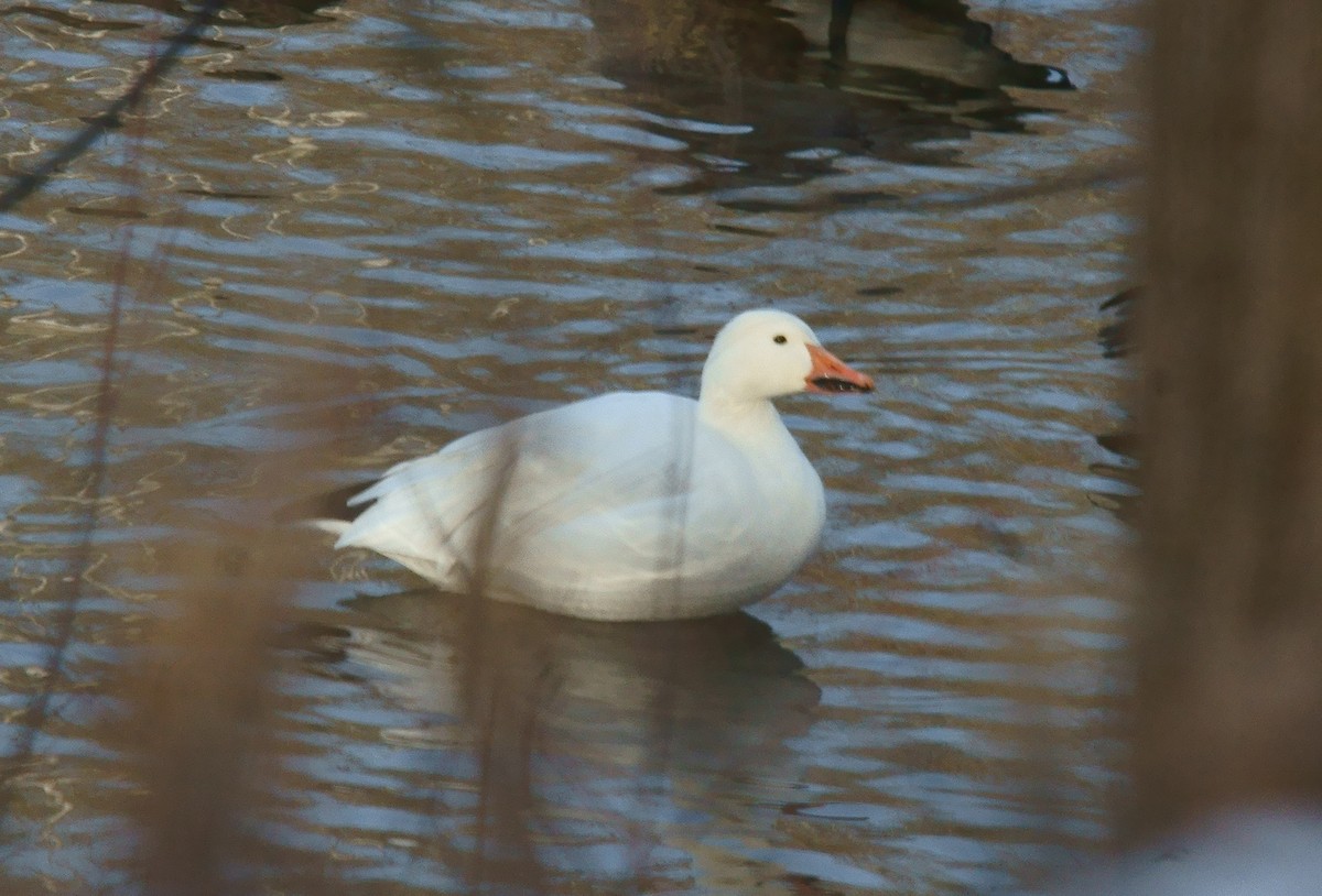 Snow Goose - ML627507564