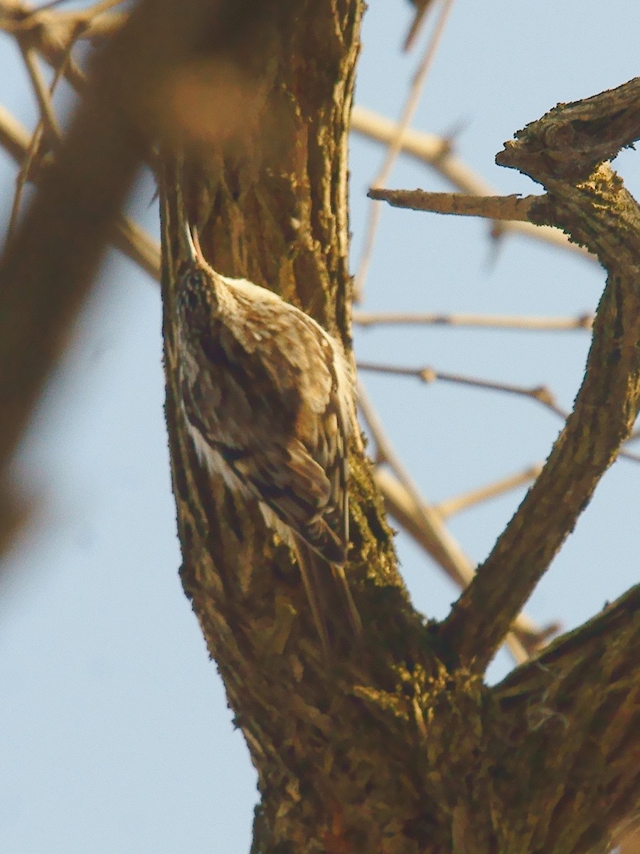 Brown Creeper - ML627507583