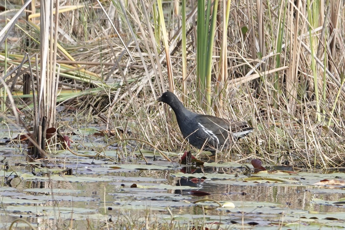 Common Gallinule - ML627507793