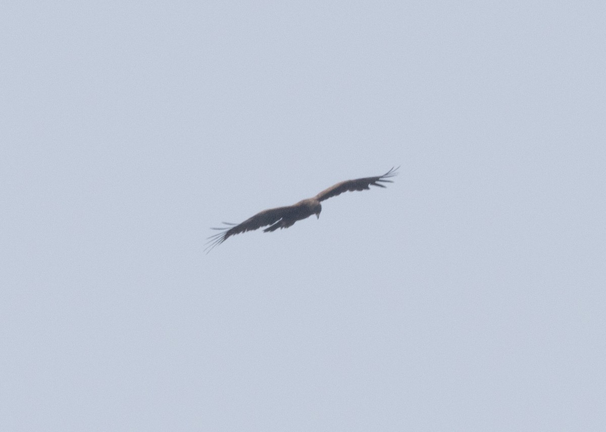Greater Spotted Eagle - ML627507819