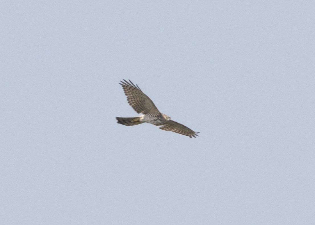 Shikra - ML627507830