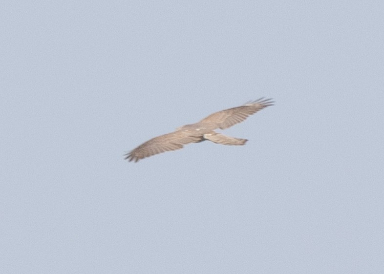 Shikra - ML627507831