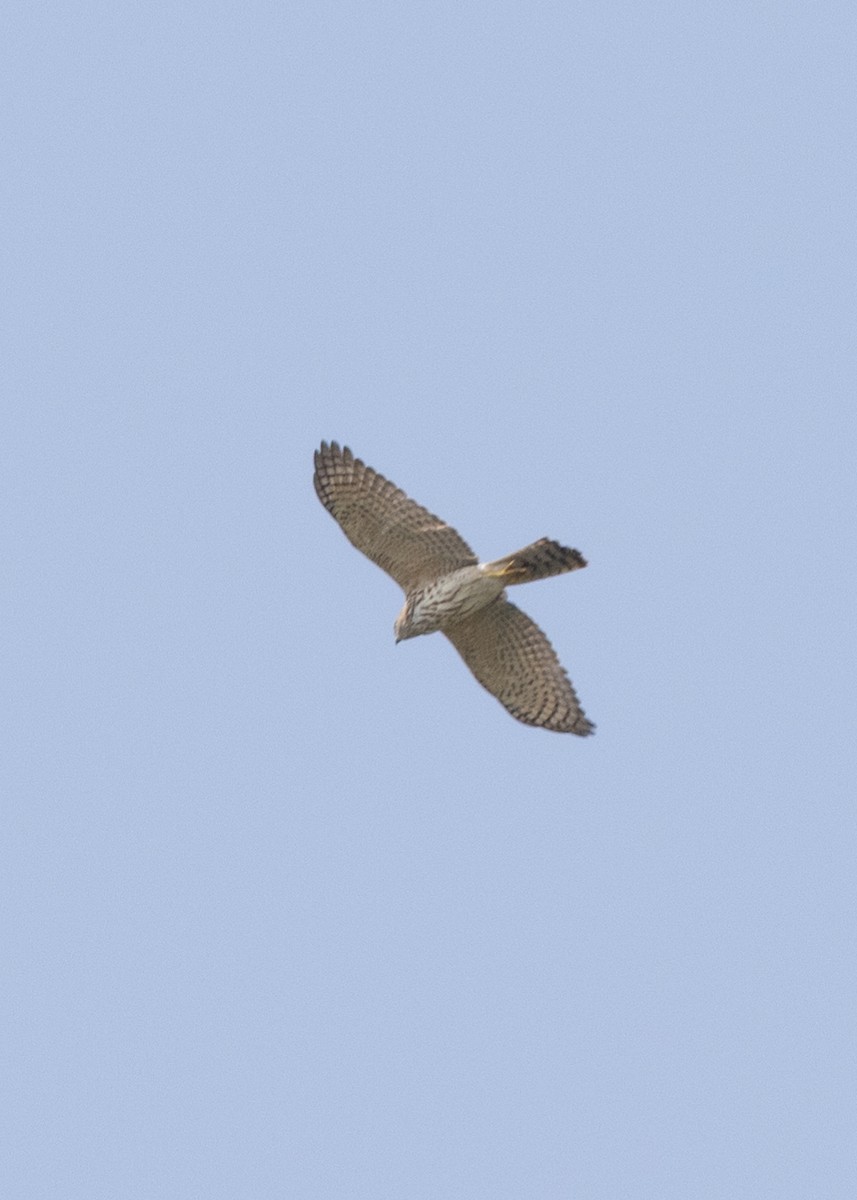 Shikra - ML627507832