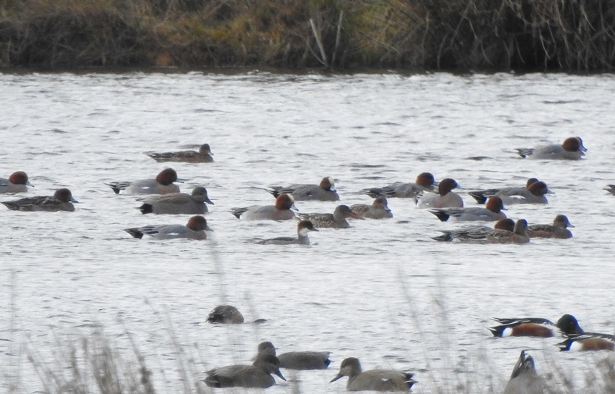 Smew - Pedro Arratíbel González