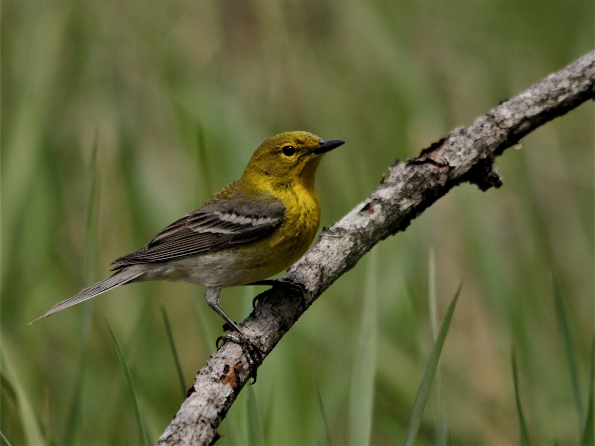 Pine Warbler - ML627507968