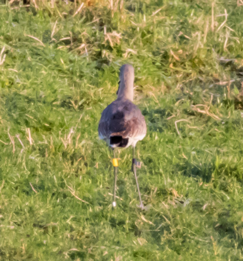 Black-tailed Godwit - ML627508209