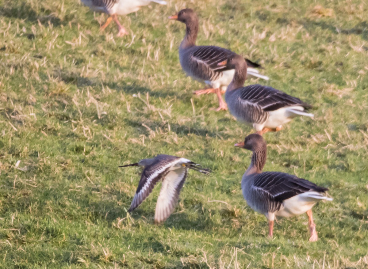 Black-tailed Godwit - ML627508230