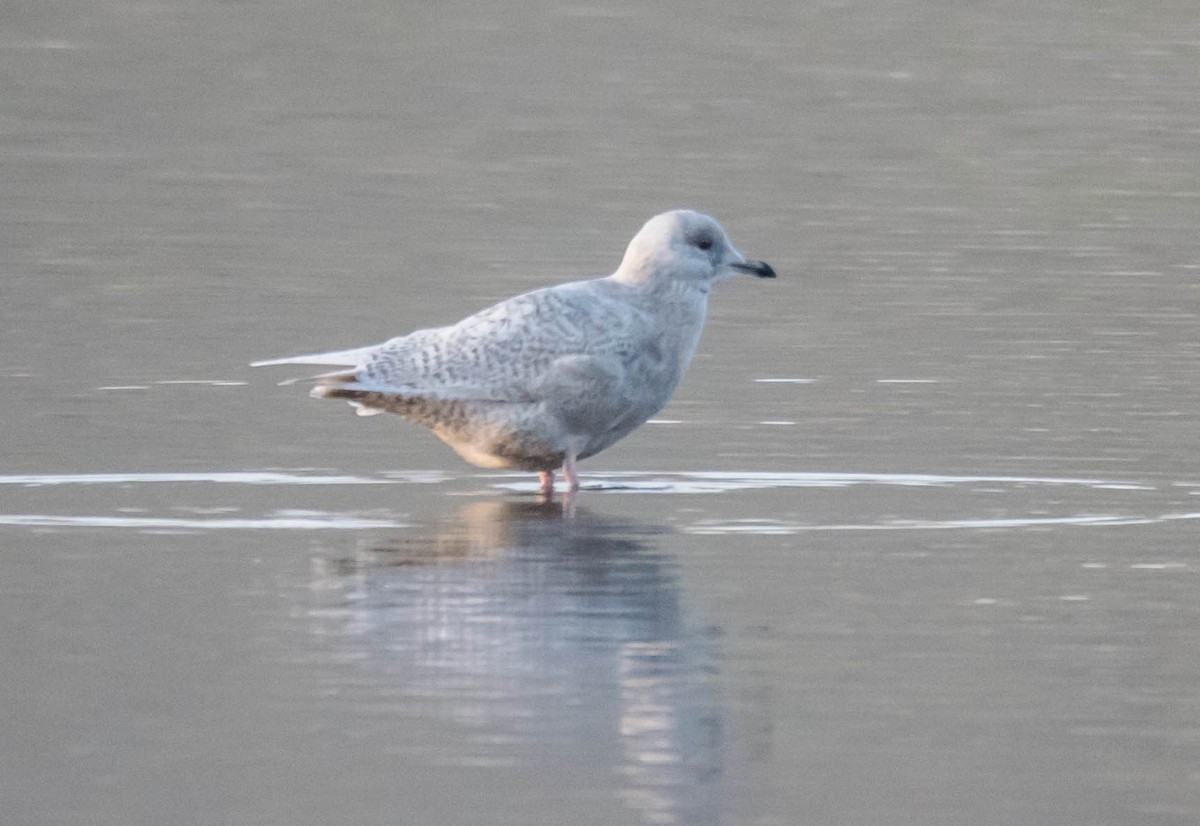 Iceland Gull - ML627508319