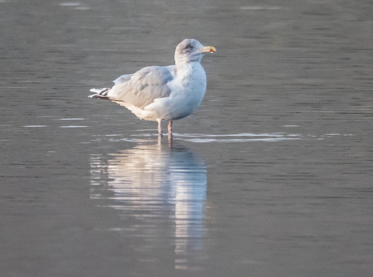 European Herring Gull - ML627508372