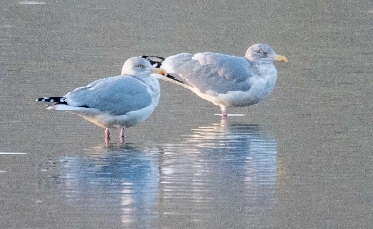 European Herring Gull - ML627508374