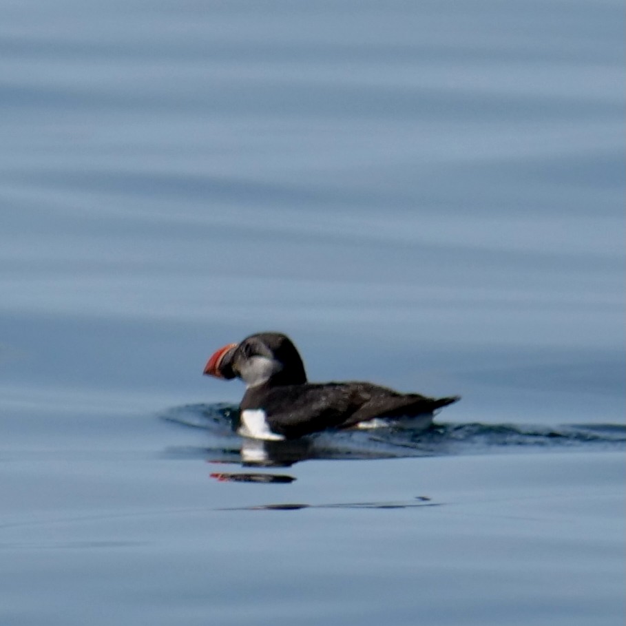 Atlantic Puffin - ML627508486