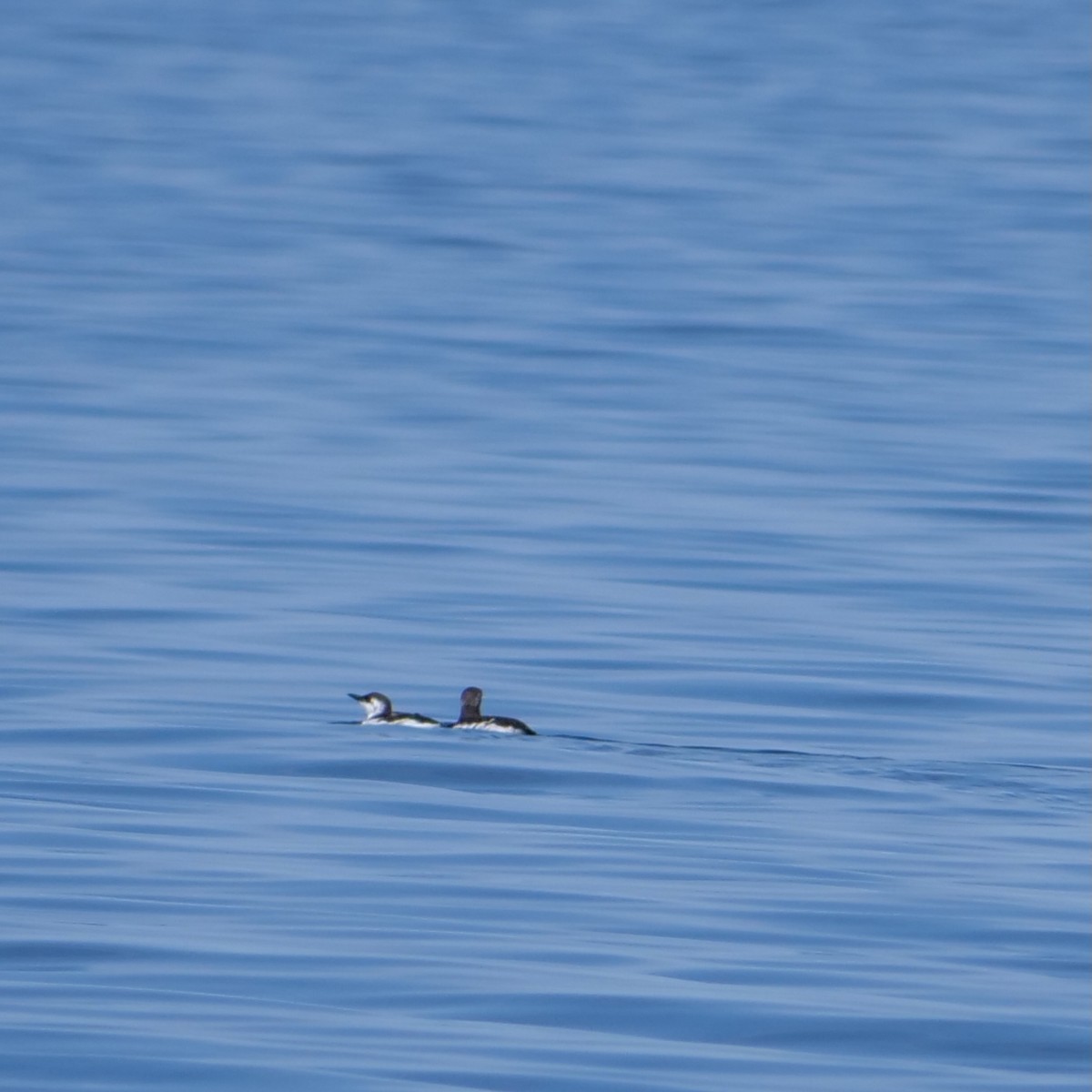 Common Murre - ML627508489