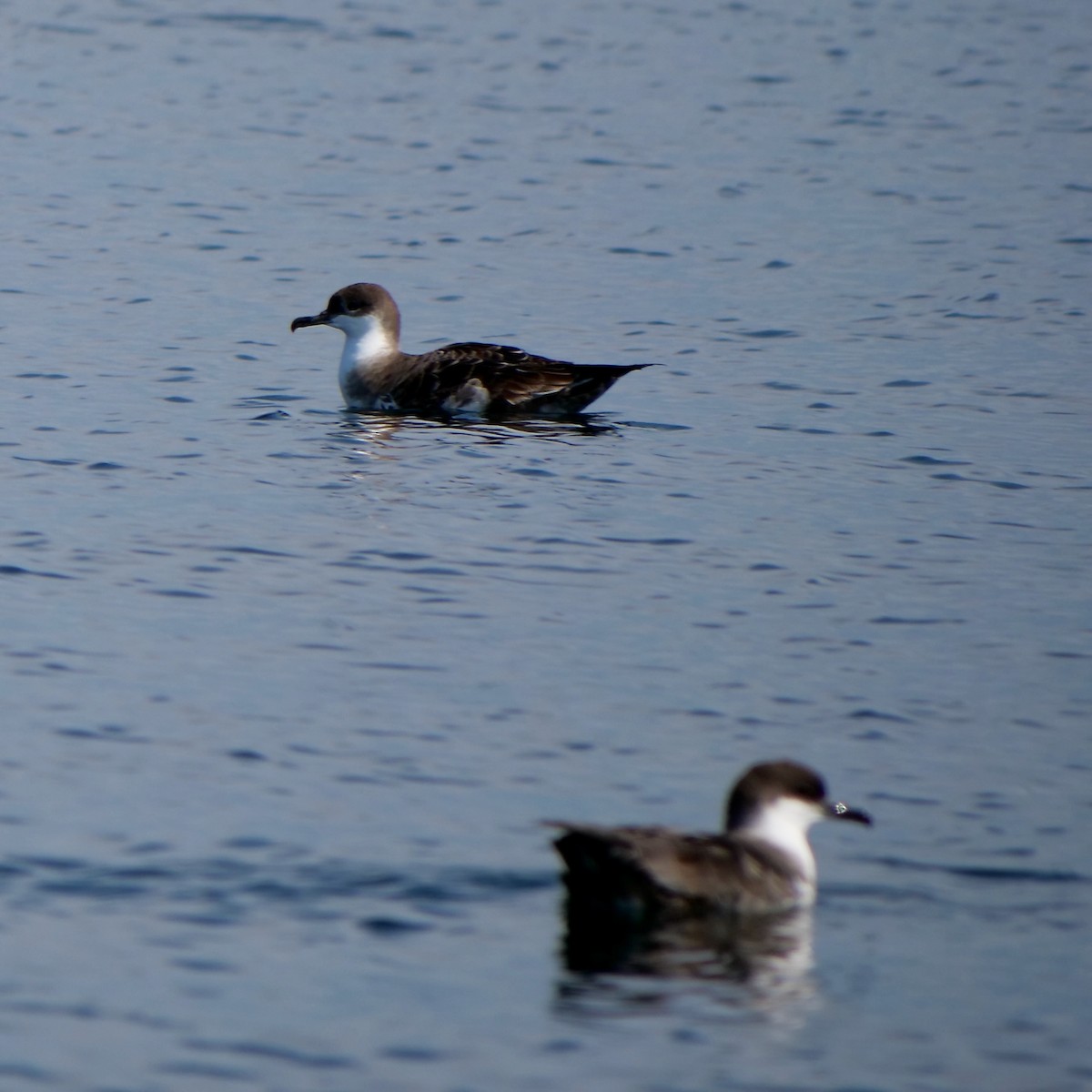 Great Shearwater - ML627508494