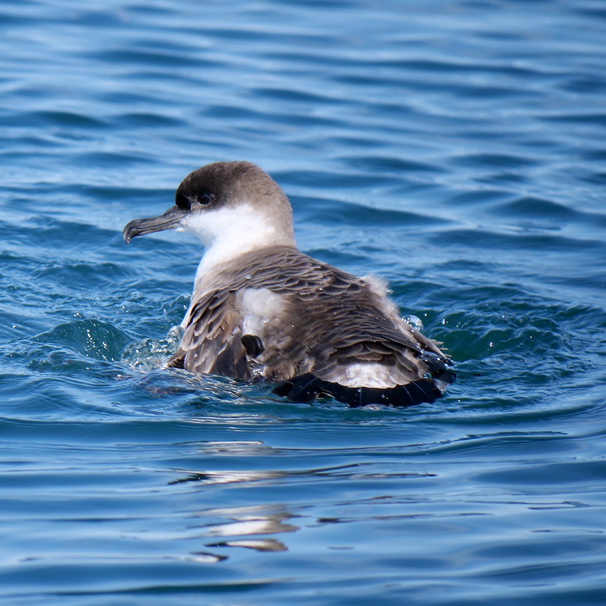 Great Shearwater - ML627508495