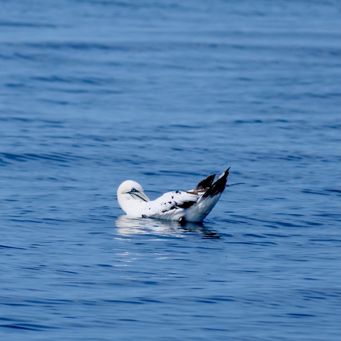 Northern Gannet - ML627508497