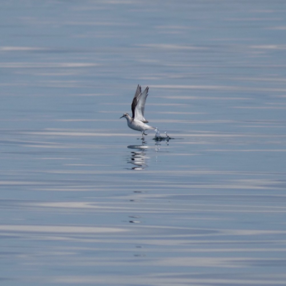 Red Phalarope - ML627508503