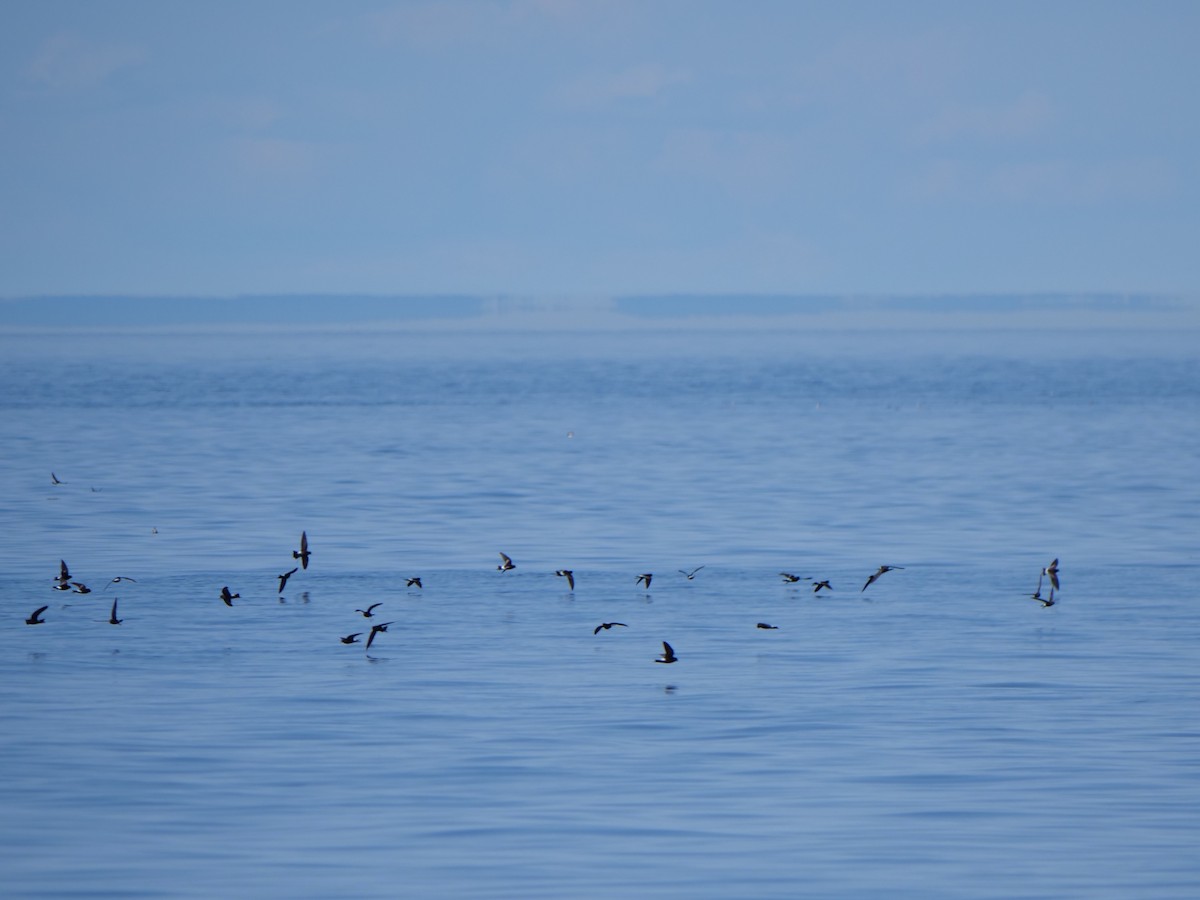 Wilson's Storm-Petrel - ML627508508