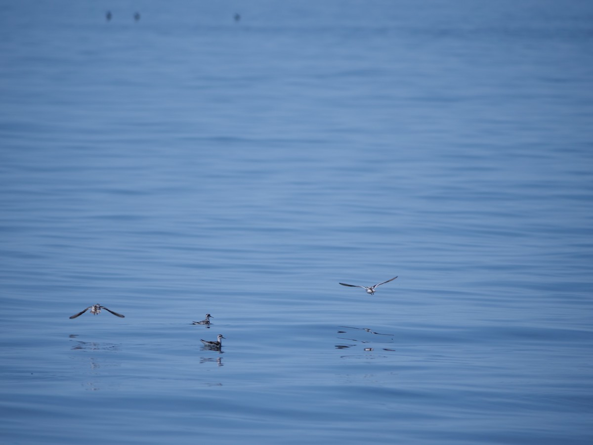 Red-necked Phalarope - ML627508530