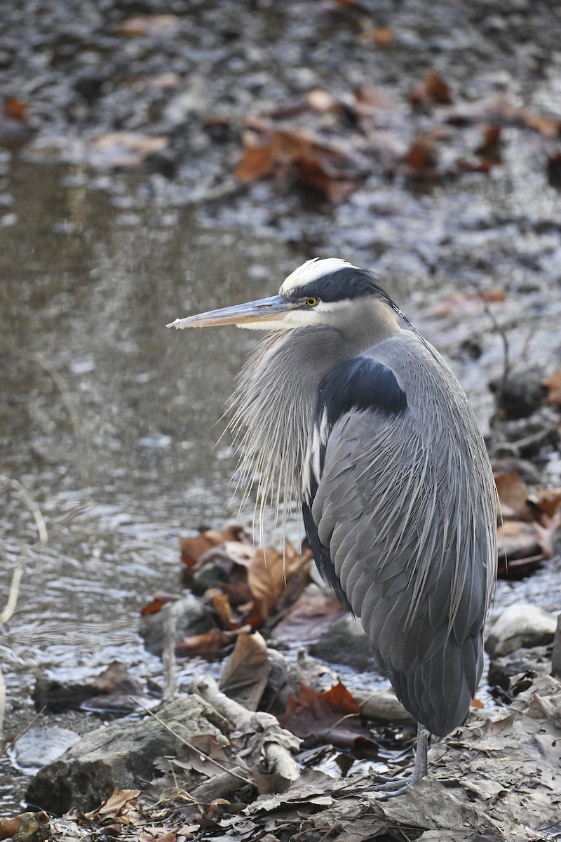 Great Blue Heron - ML627508576